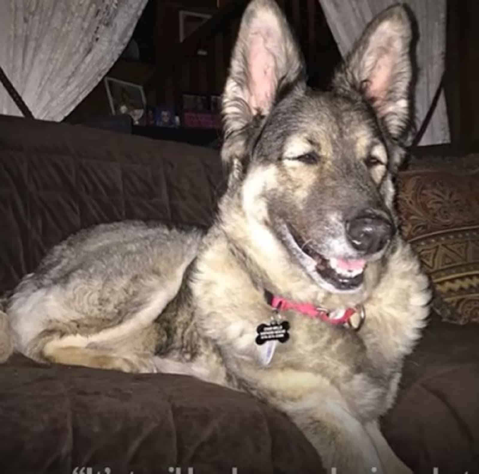 beautiful german shpherd dog resting on the couch