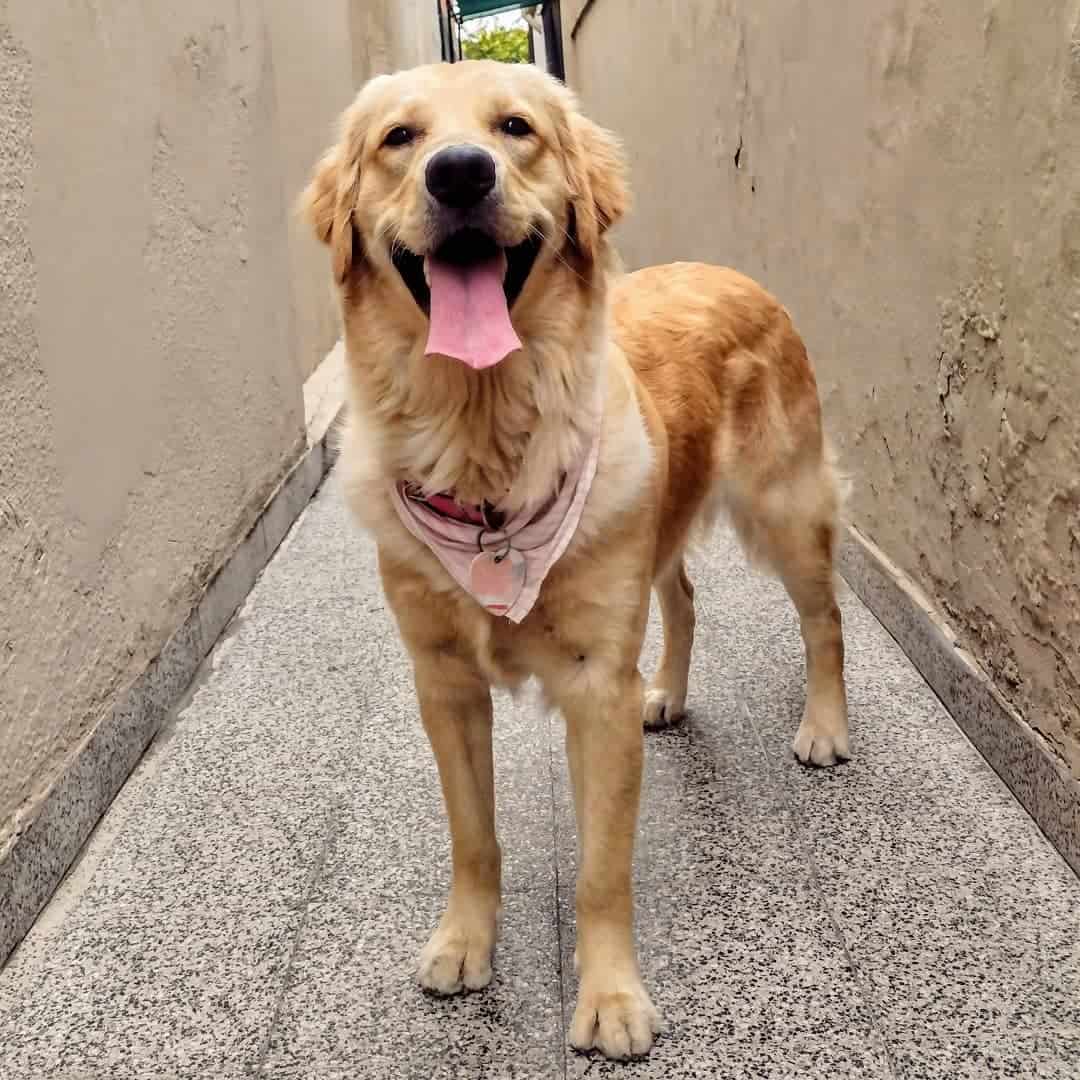 beautiful Golden Retriever outdoors