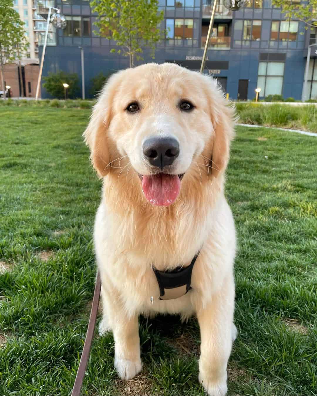 beautiful Golden Retriever standing outdoors