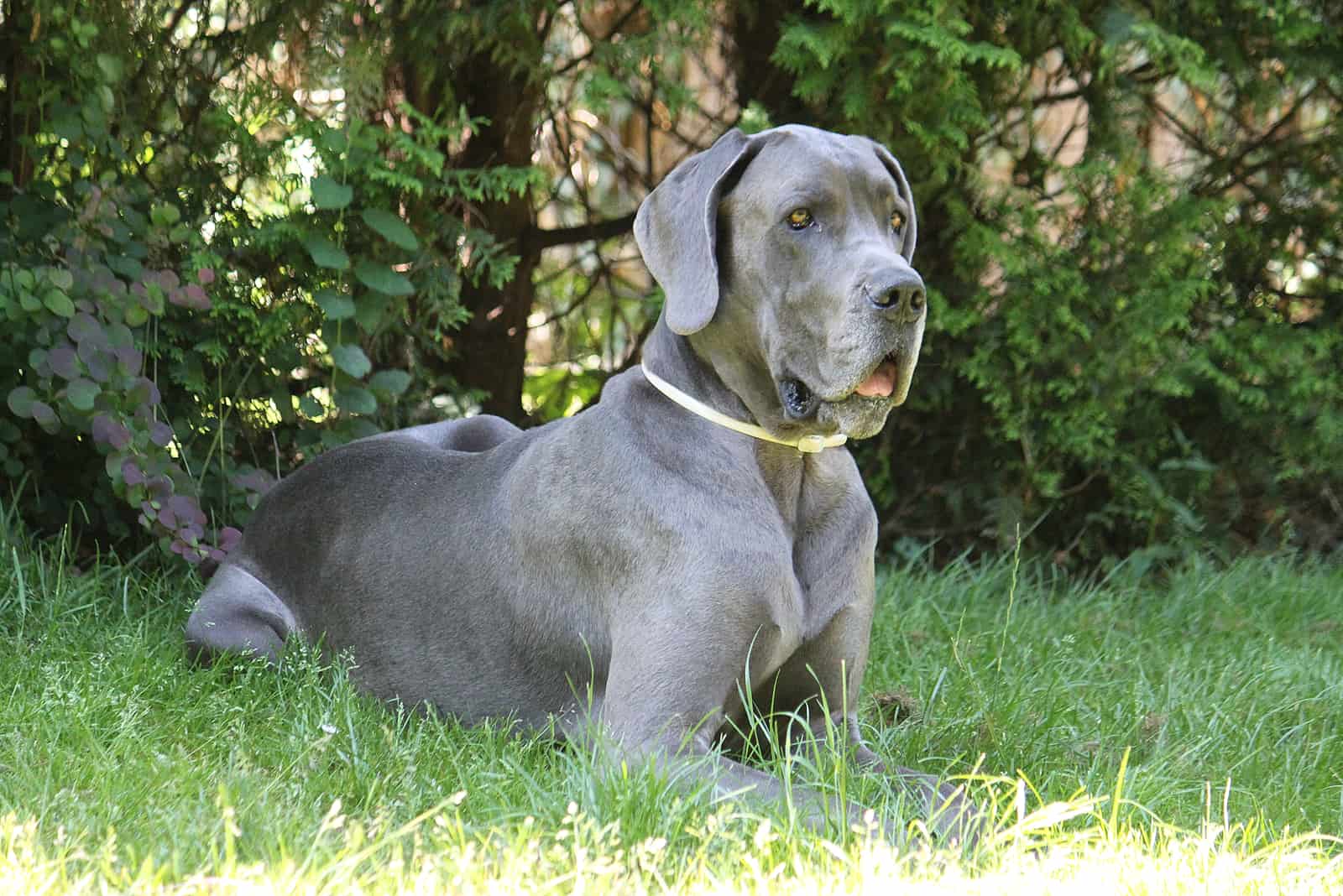 beautiful great dane is lying in the garden