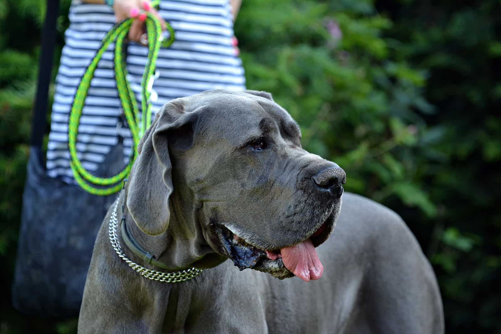 Beautiful Great Dane outdoors in a meadow