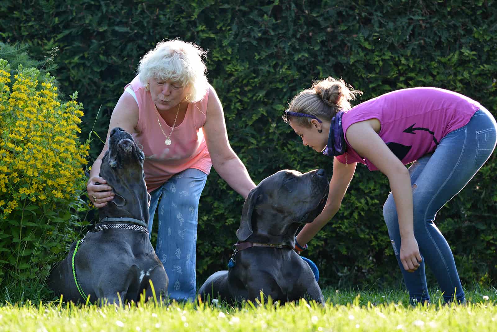 Beautiful Great Dane dogs outdoors in a meadow