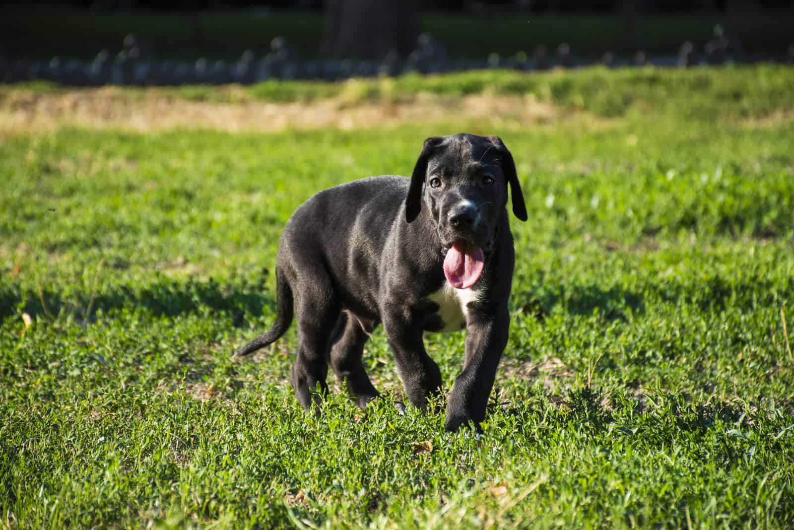 Beautiful Great Dane puppy