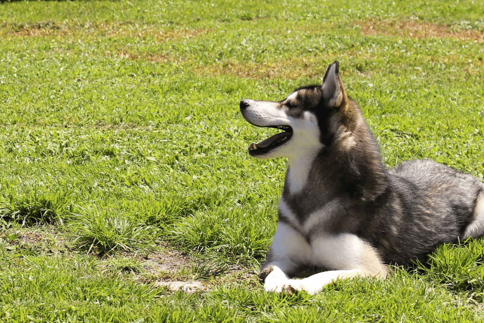 beautiful husky lies in the garden