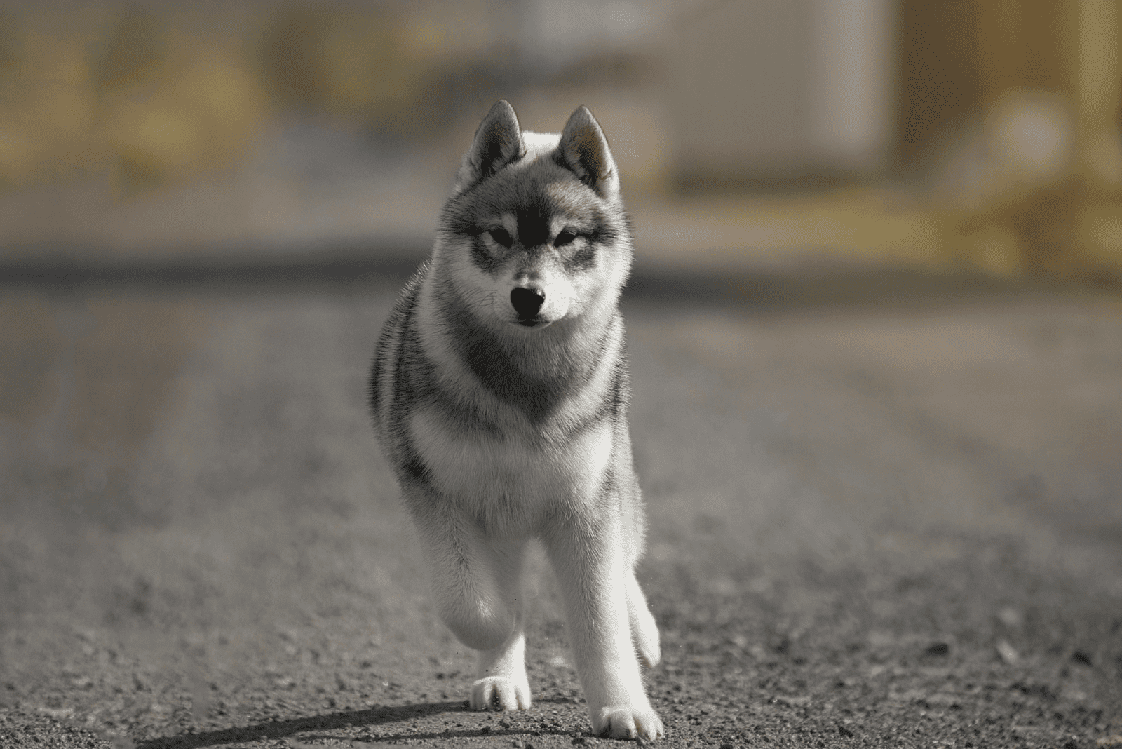 beautiful husky runs