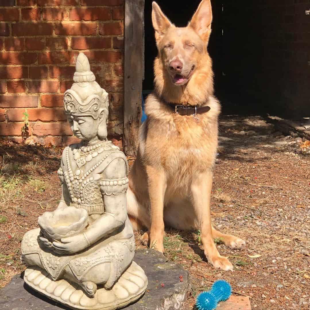 beautiful isabella gsd sitting near a statue outside a house