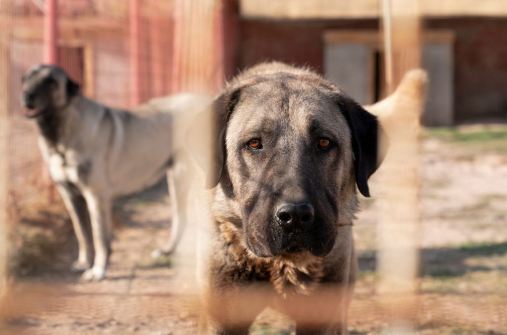 beautiful kangal dog in a cage