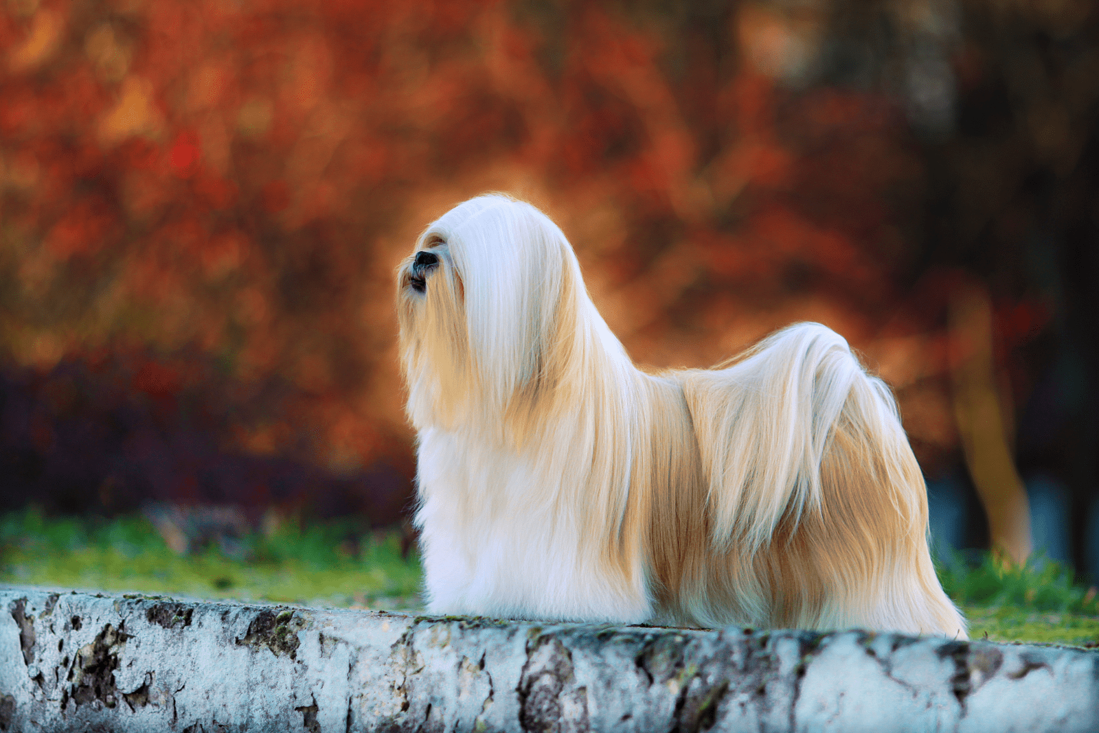 beautiful Lhasa Apsos with long hair