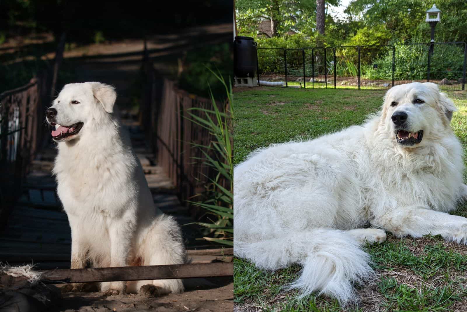 beautiful Maremma Sheepdog and Great Pyrenees