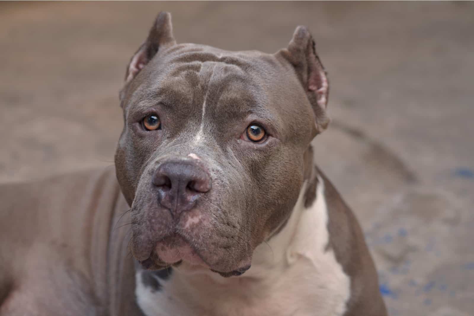 beautiful pitbull dog outdoors