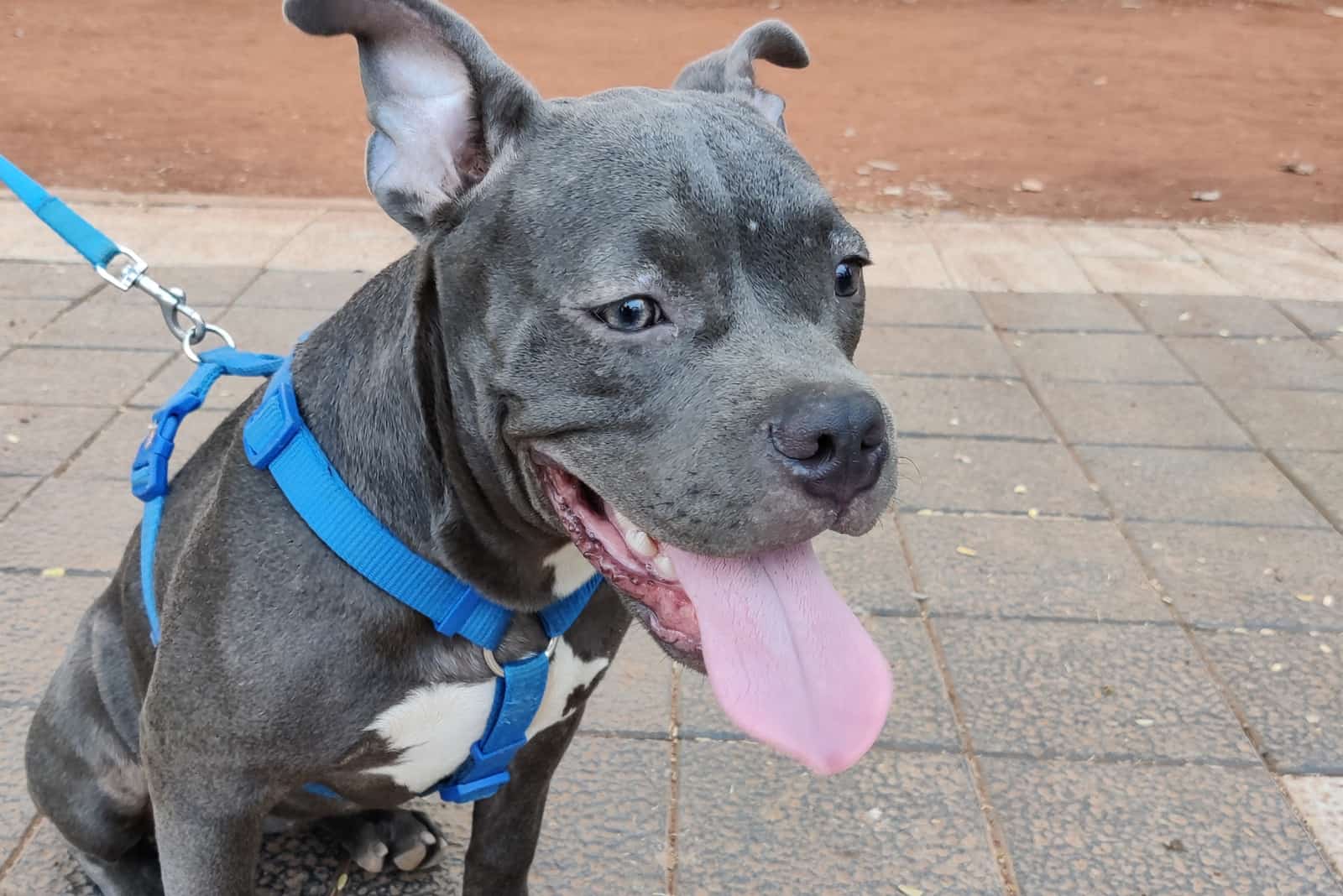 beautiful Pitbull dog