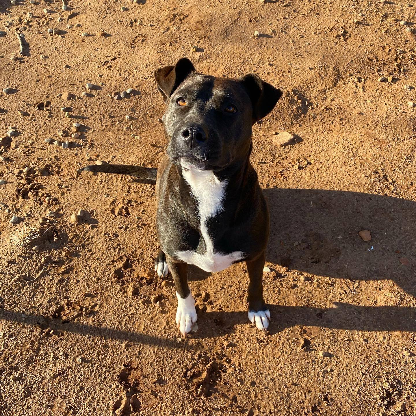 beautiful pittie sitting in a sunlight