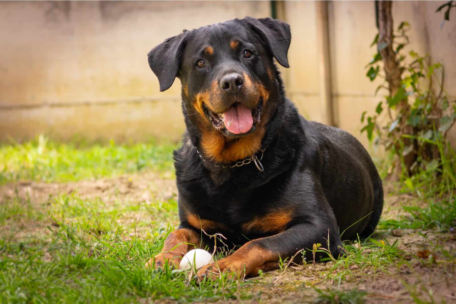 beautiful Rottweiler lies on the grass