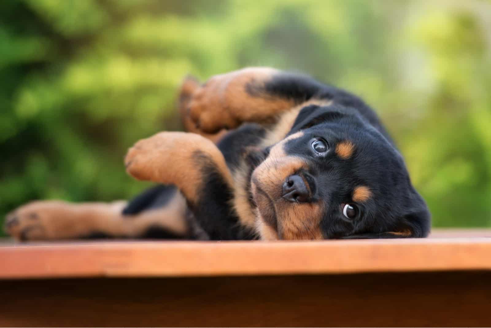 beautiful Rottweiler puppy lies