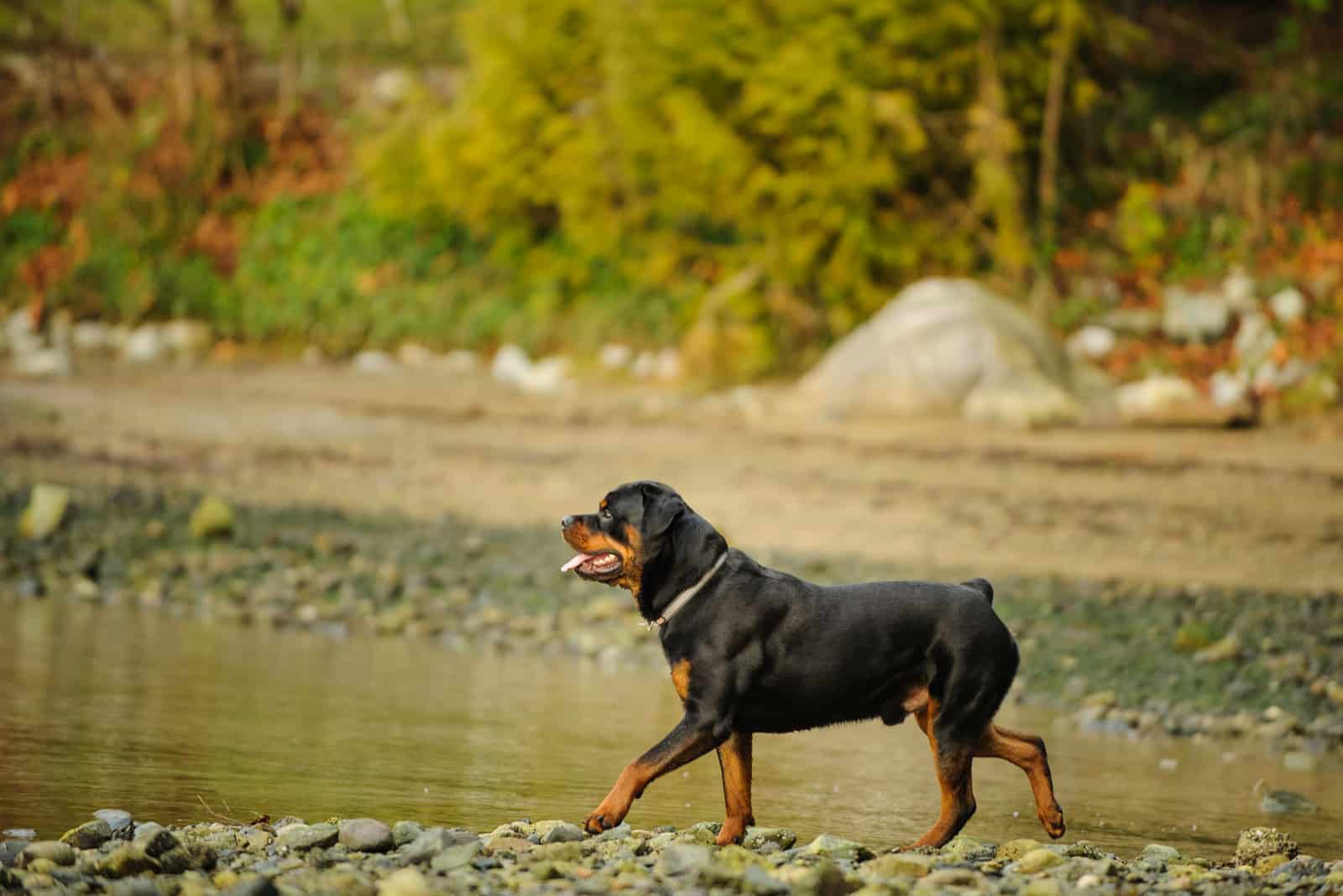 beautiful Rottweiler walks