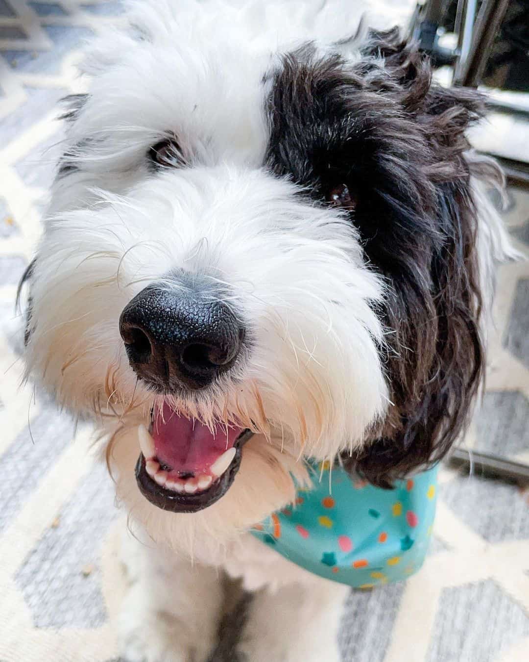 beautiful Sheepadoodle dog