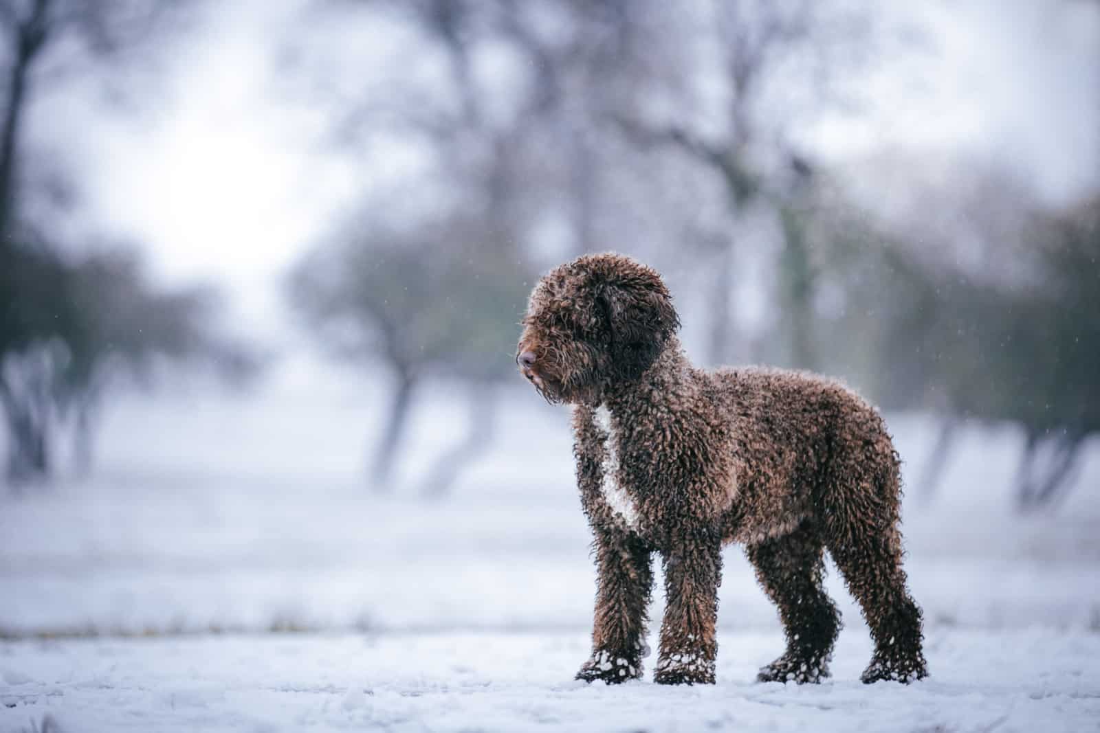 Beautiful spanish water dog outside at winter