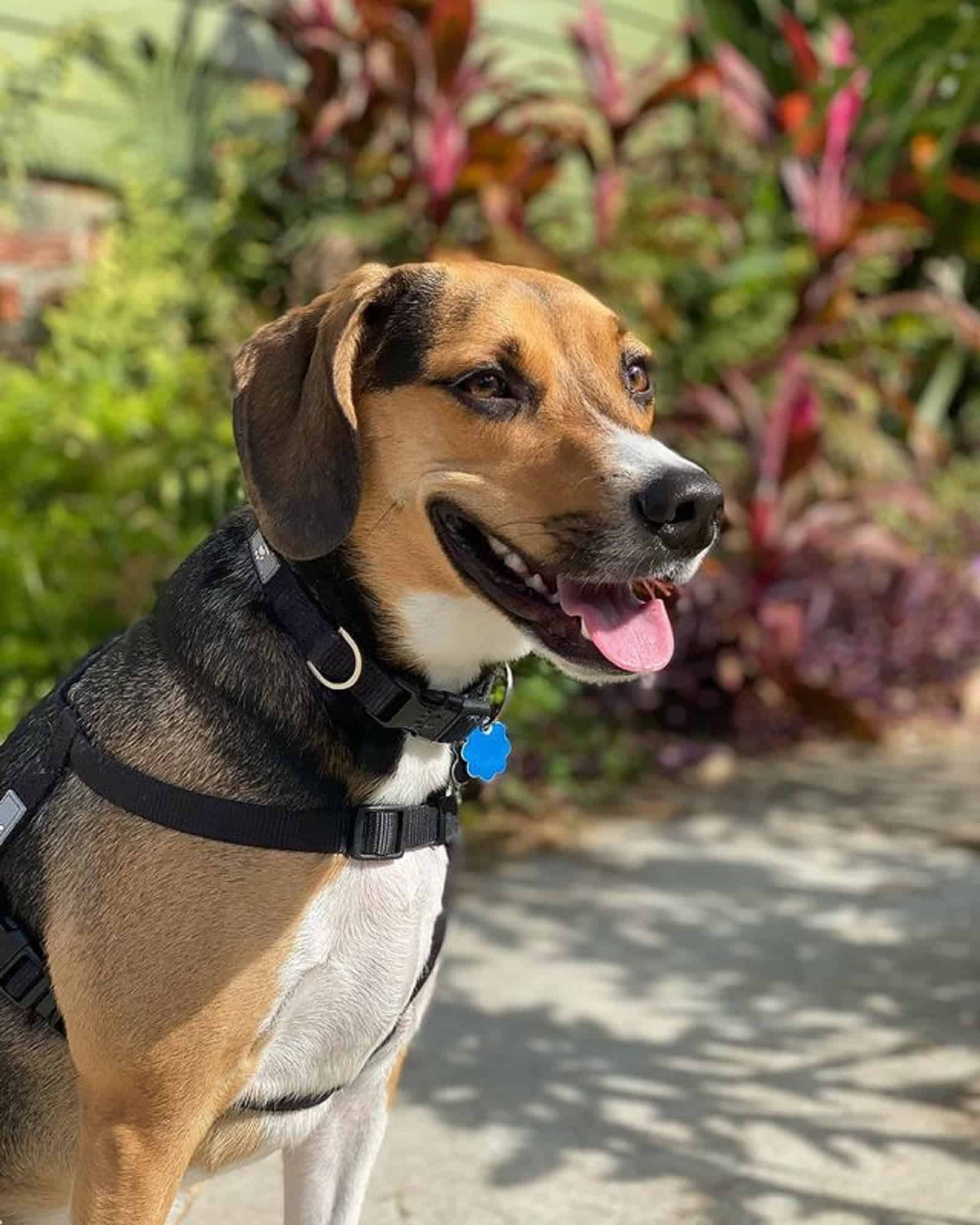 beautiful treeing walker coonhound beagle in the garden