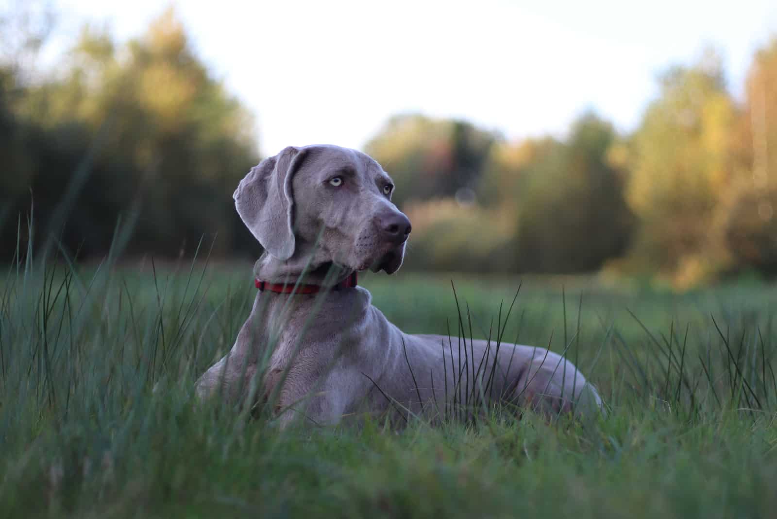 beautiful Weimaraner dog laying on grass