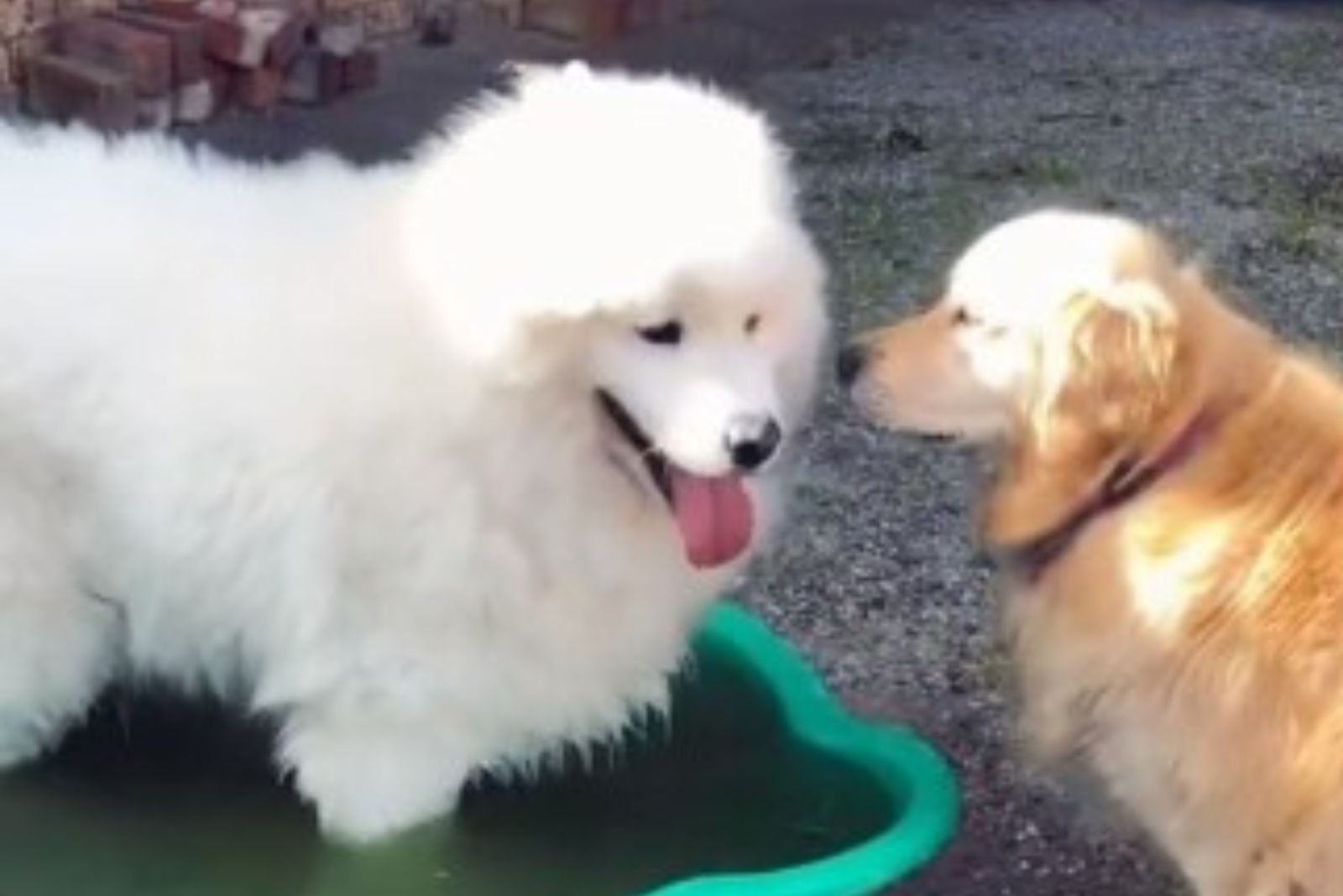 beautiful white dog