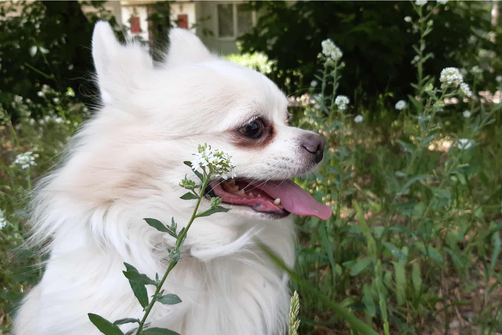 Beautiful white long-haired chihuahua