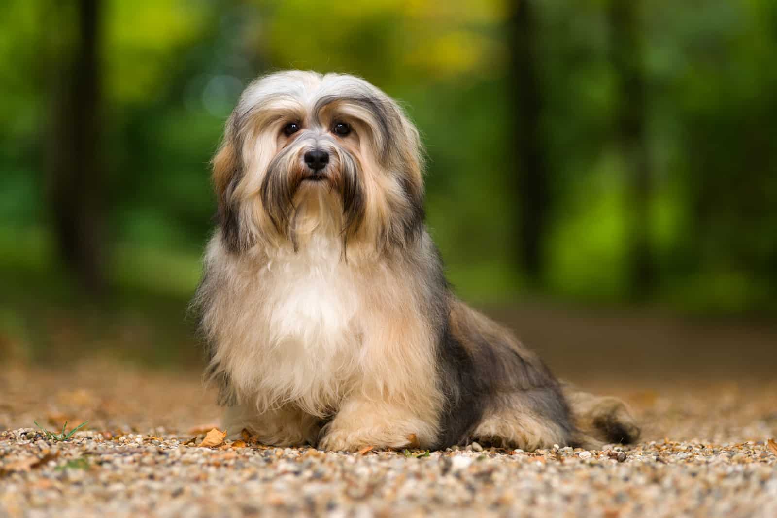 Beautiful young havanese dog sitting