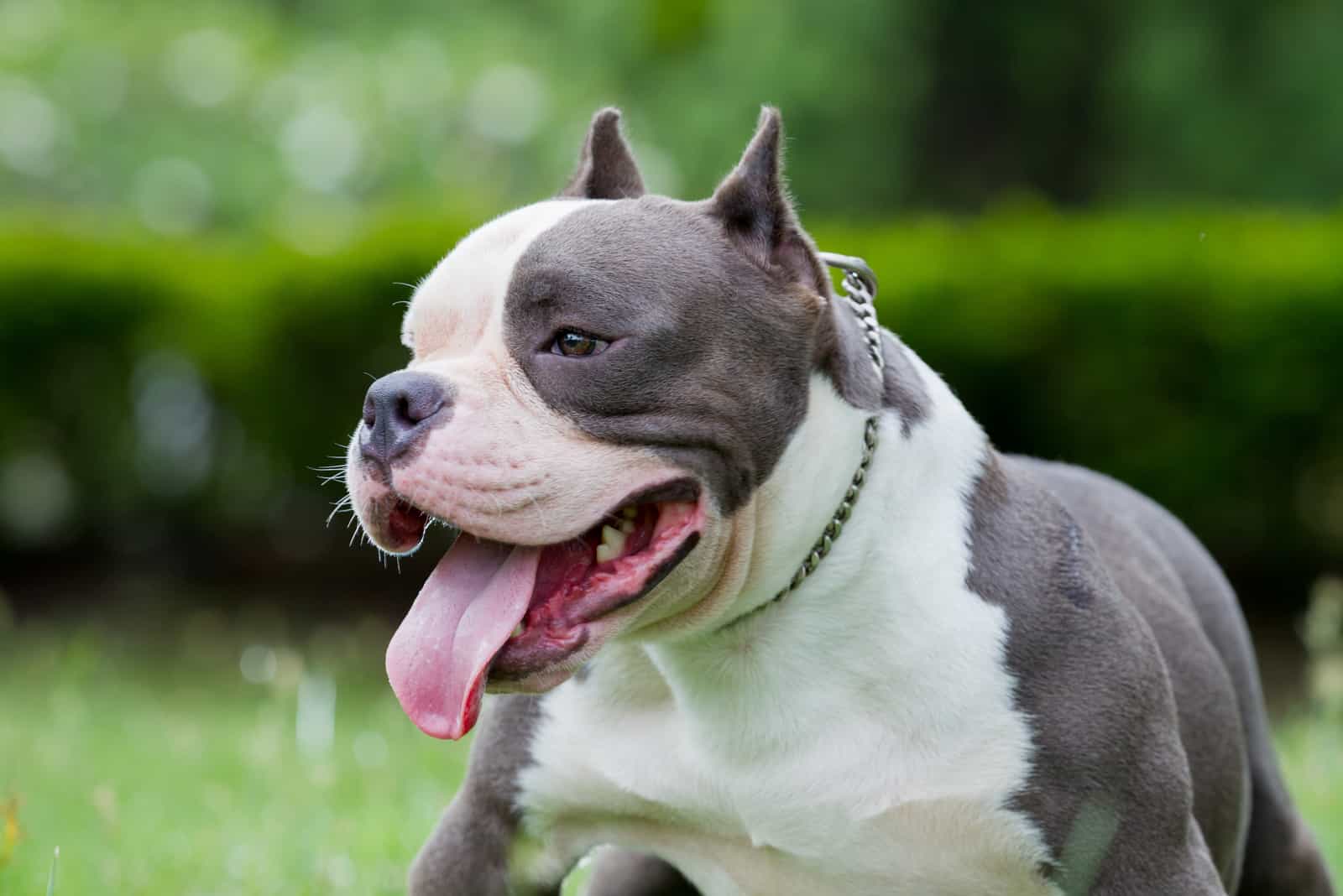 beautiful young Pitbull