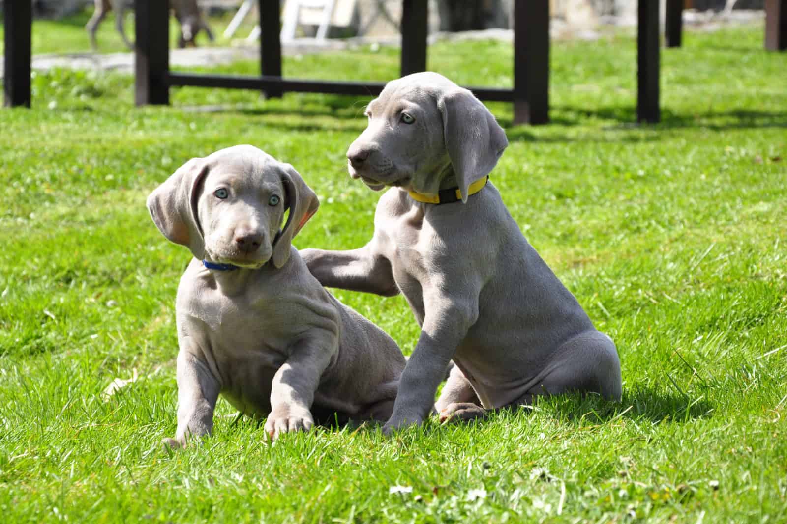 beautiful young weimaraner dog playing in grass