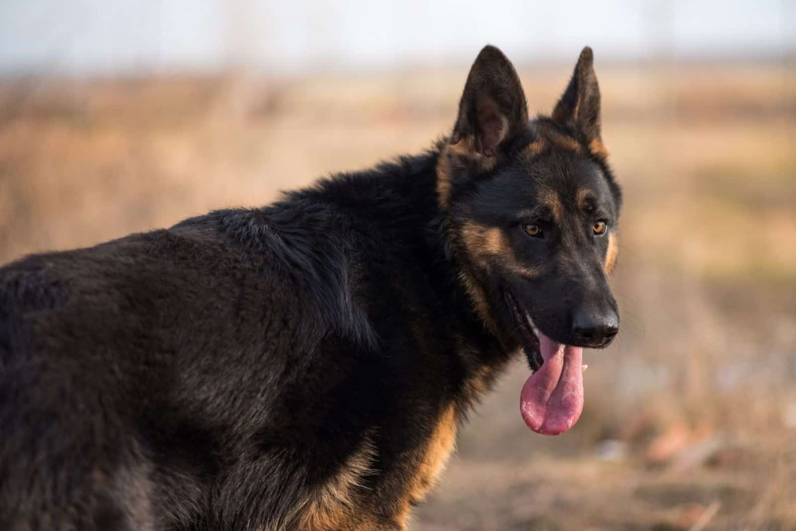 beautiful young wolfdog in nature calm with tongue out