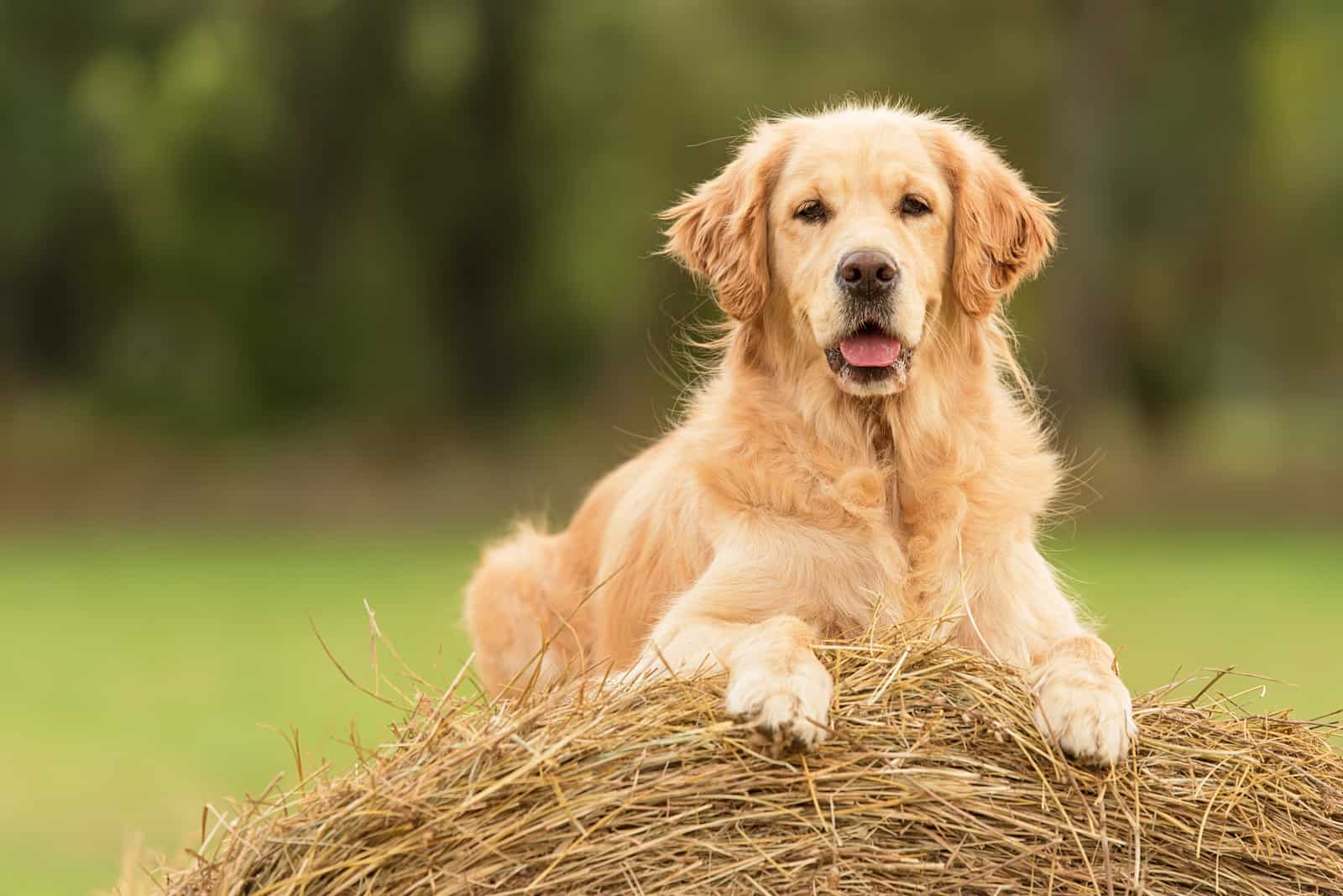 Beauty Golden Retriever dog on the hay bale