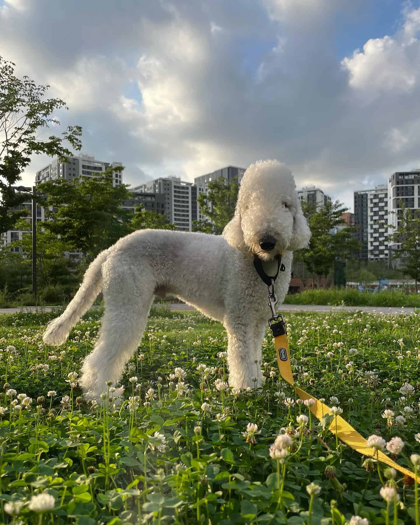 Bedlington Terrier in the park