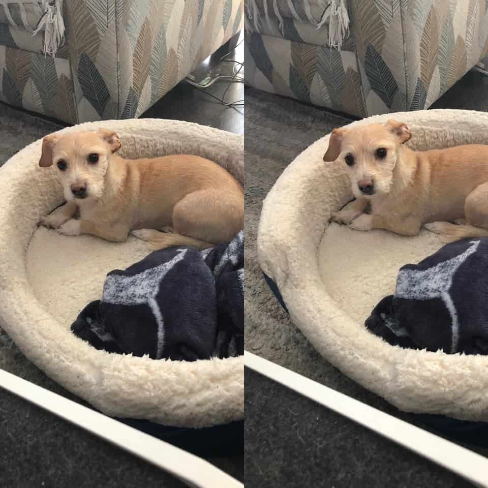 Before And After Calling Terry A Good Boy