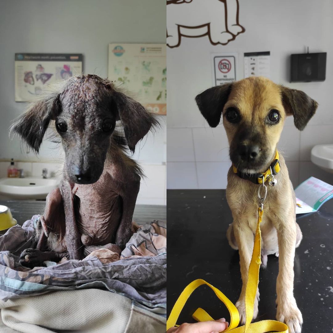 before and after photo of the dog