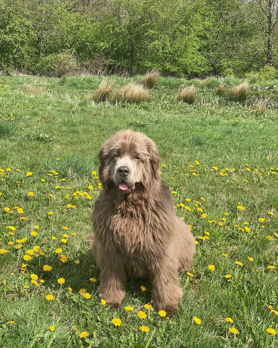 Beige Newfoundland