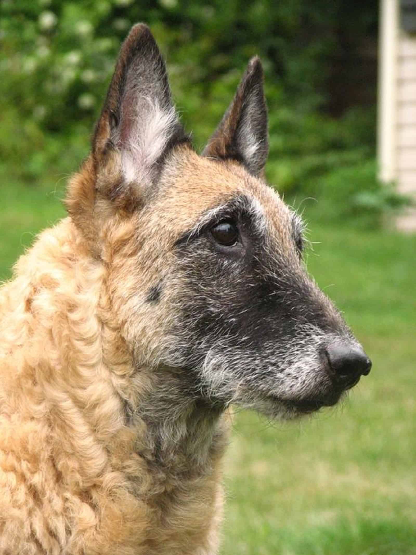 belgian laekenois dog