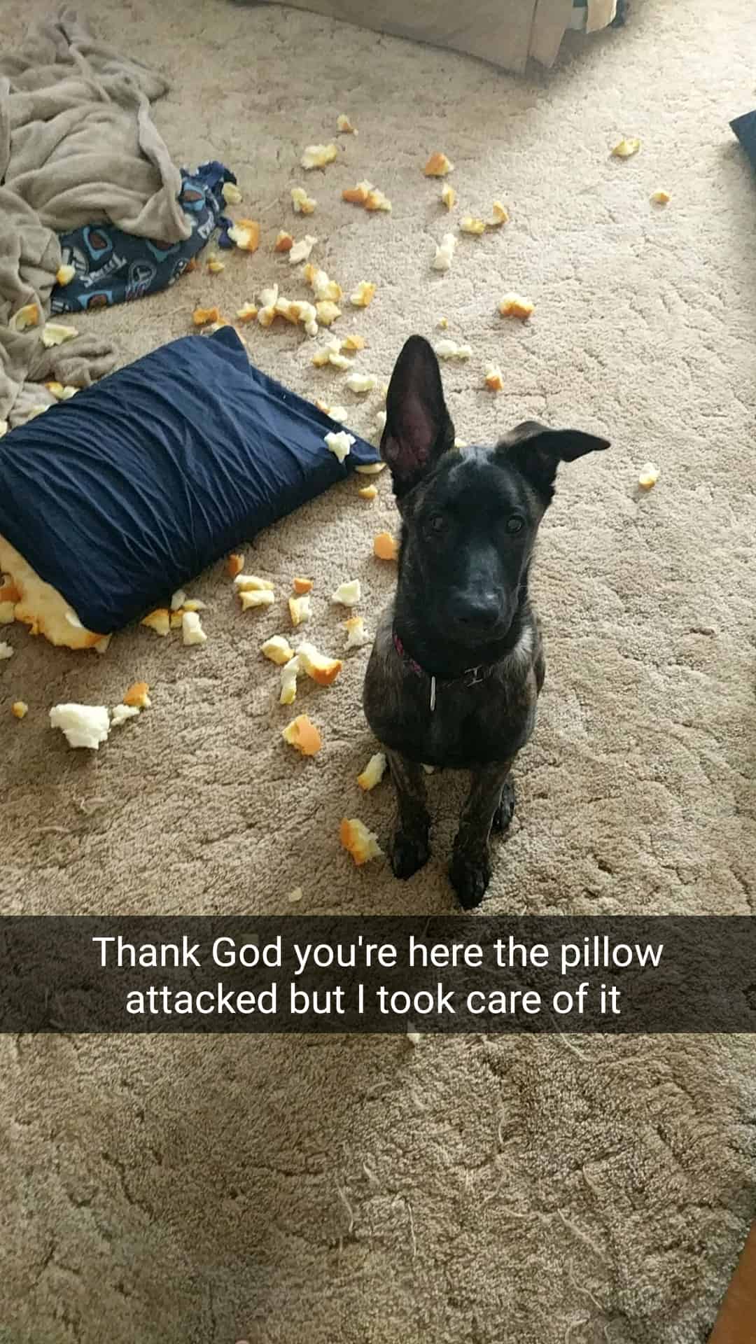 belgian malinois after a pillow attack