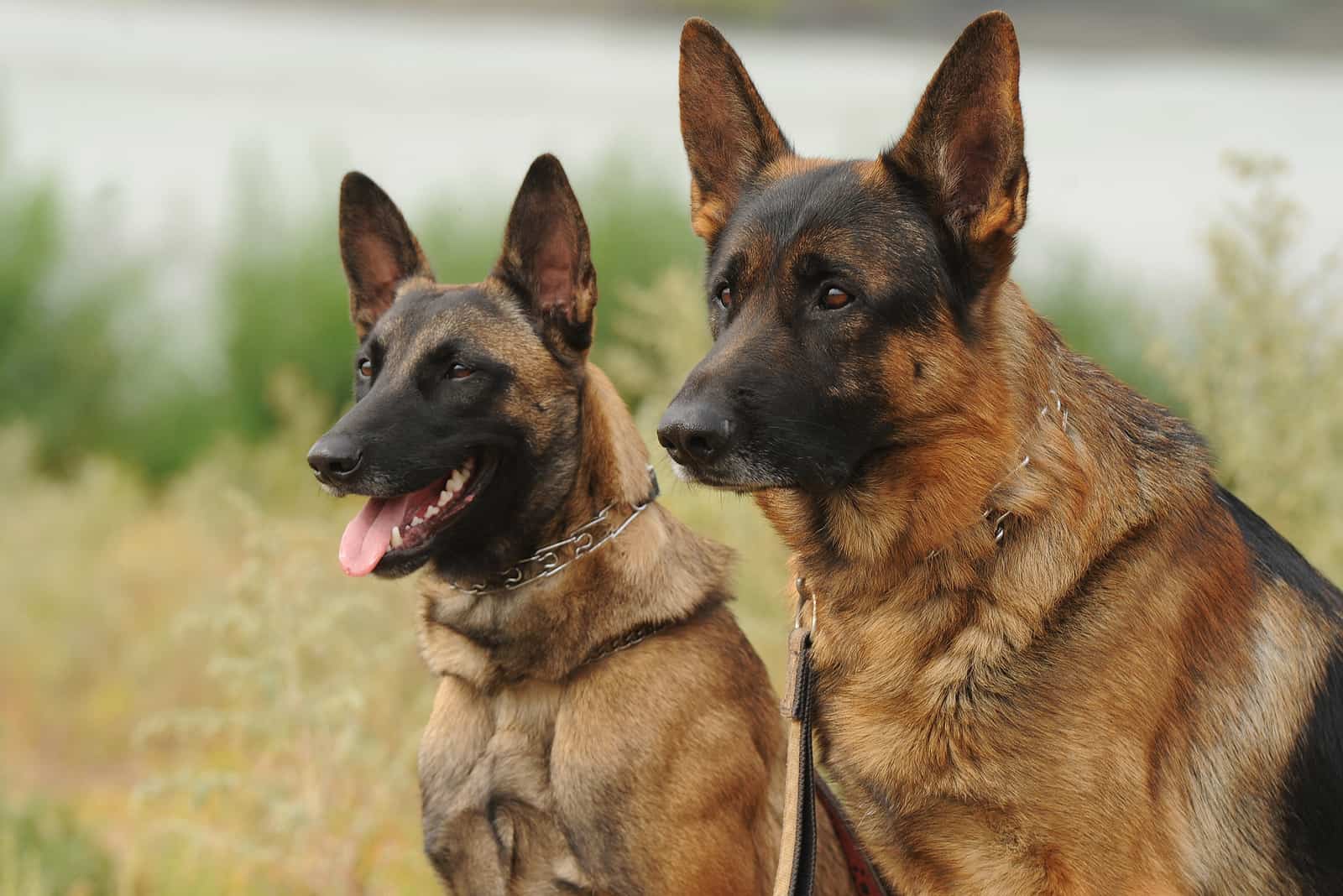 belgian malinois and GSD