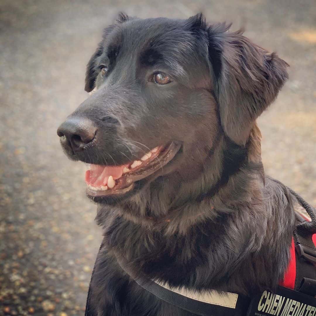 belgian malinois golden retriever mix