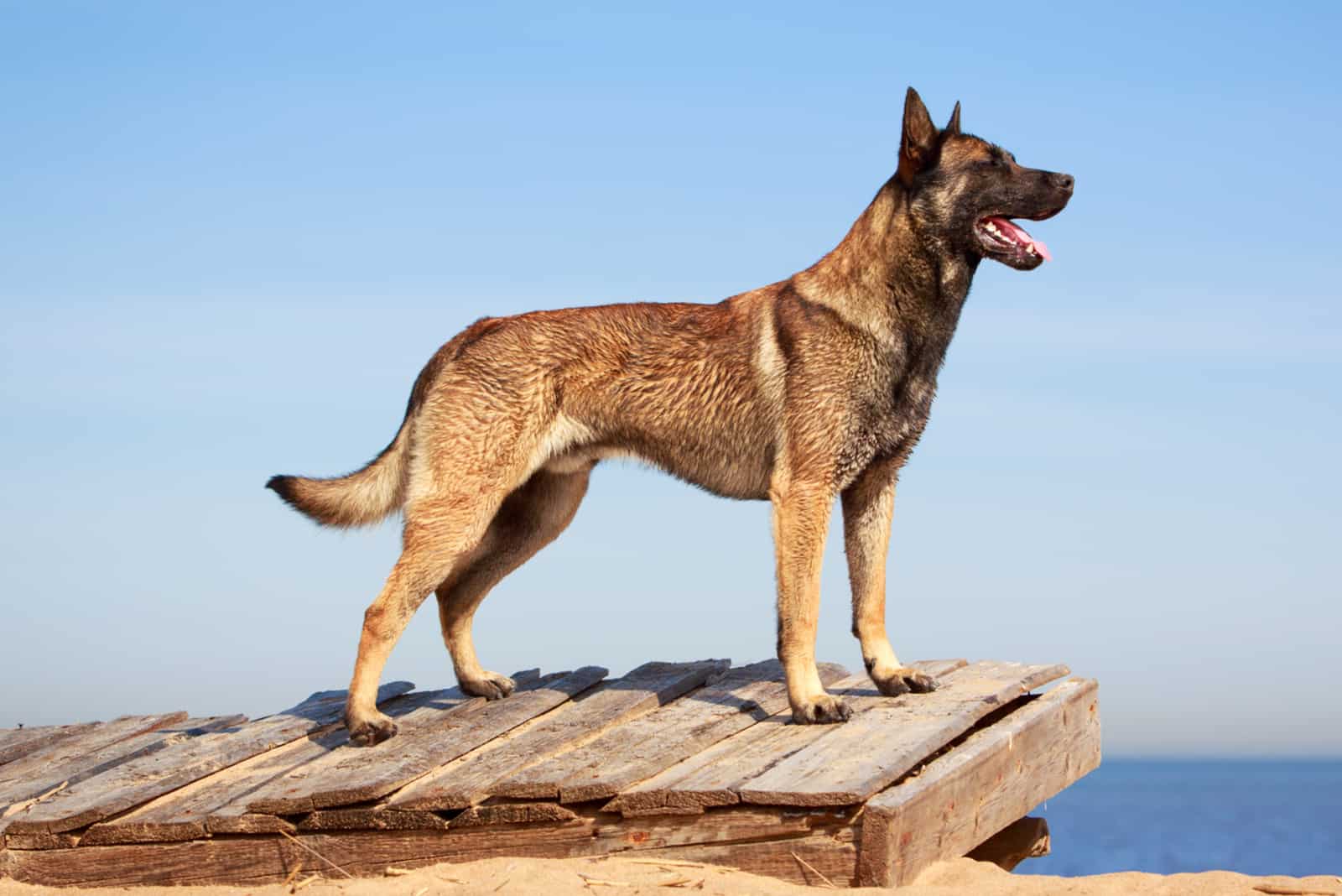 Belgian Malinois Growth Chart: When Do Mals Stop Growing?