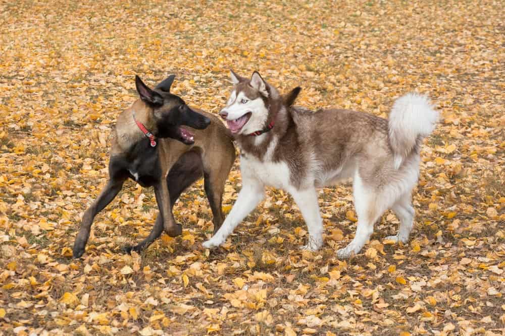 Belgian Malinois Husky Mix: A Glimpse Of The Amazing Belusky