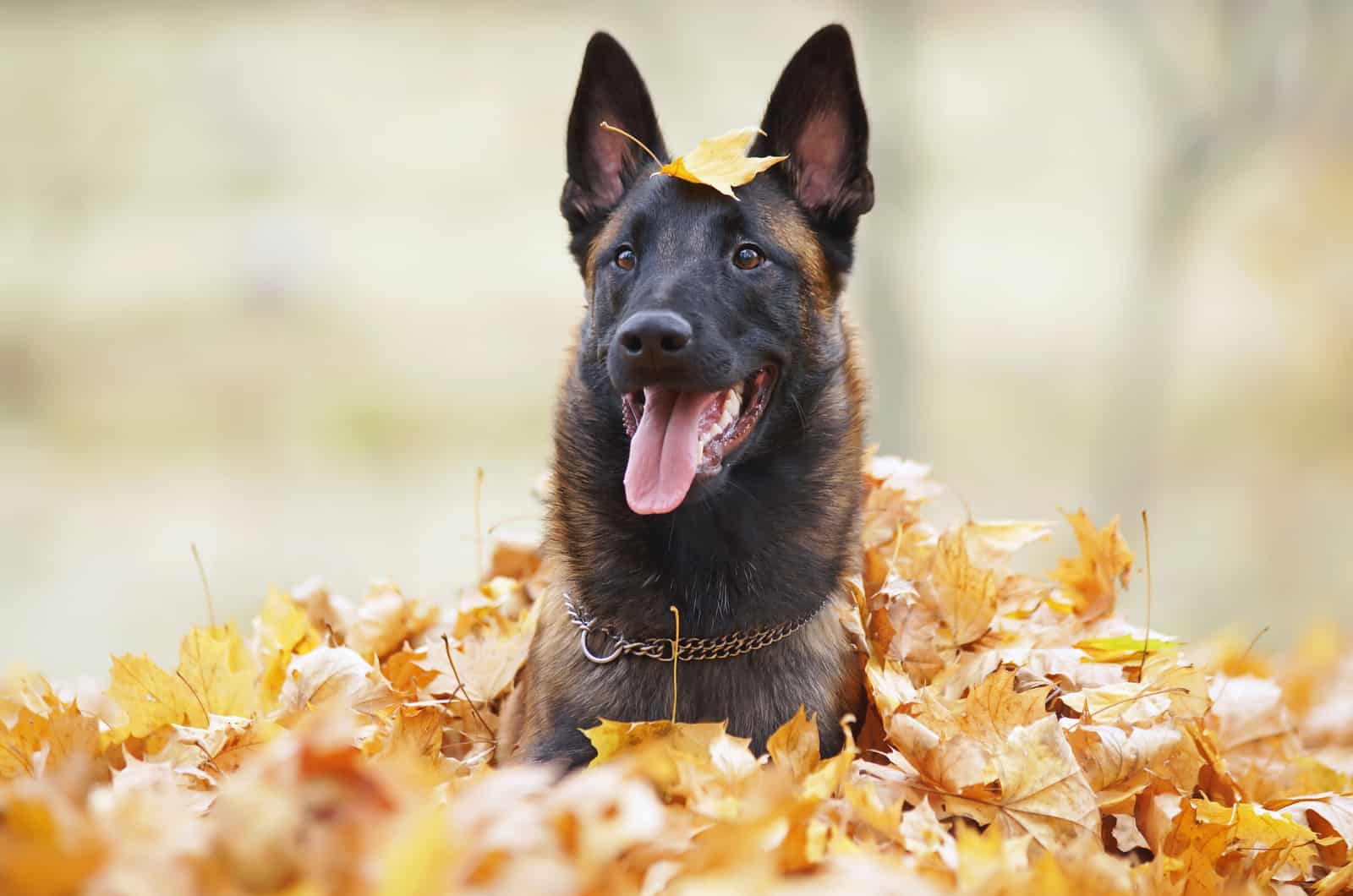 belgian malinois in autumn leaves