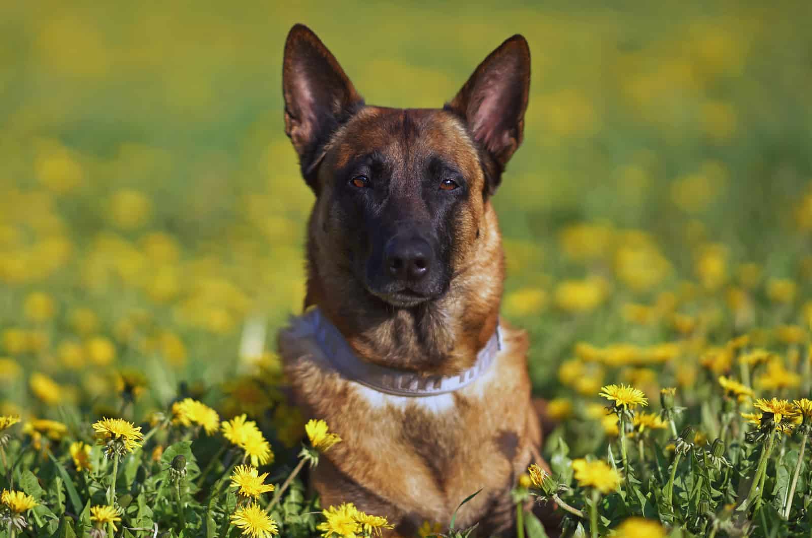 belgian malinois in grass