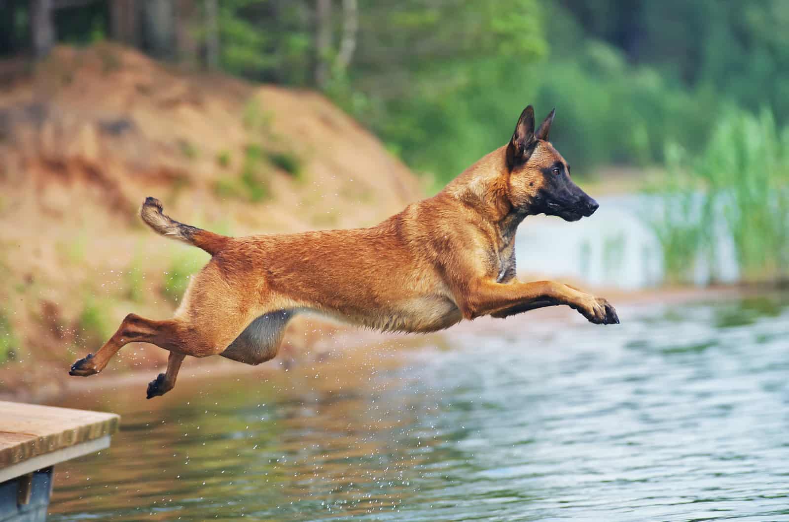 belgian malinois jumping in water