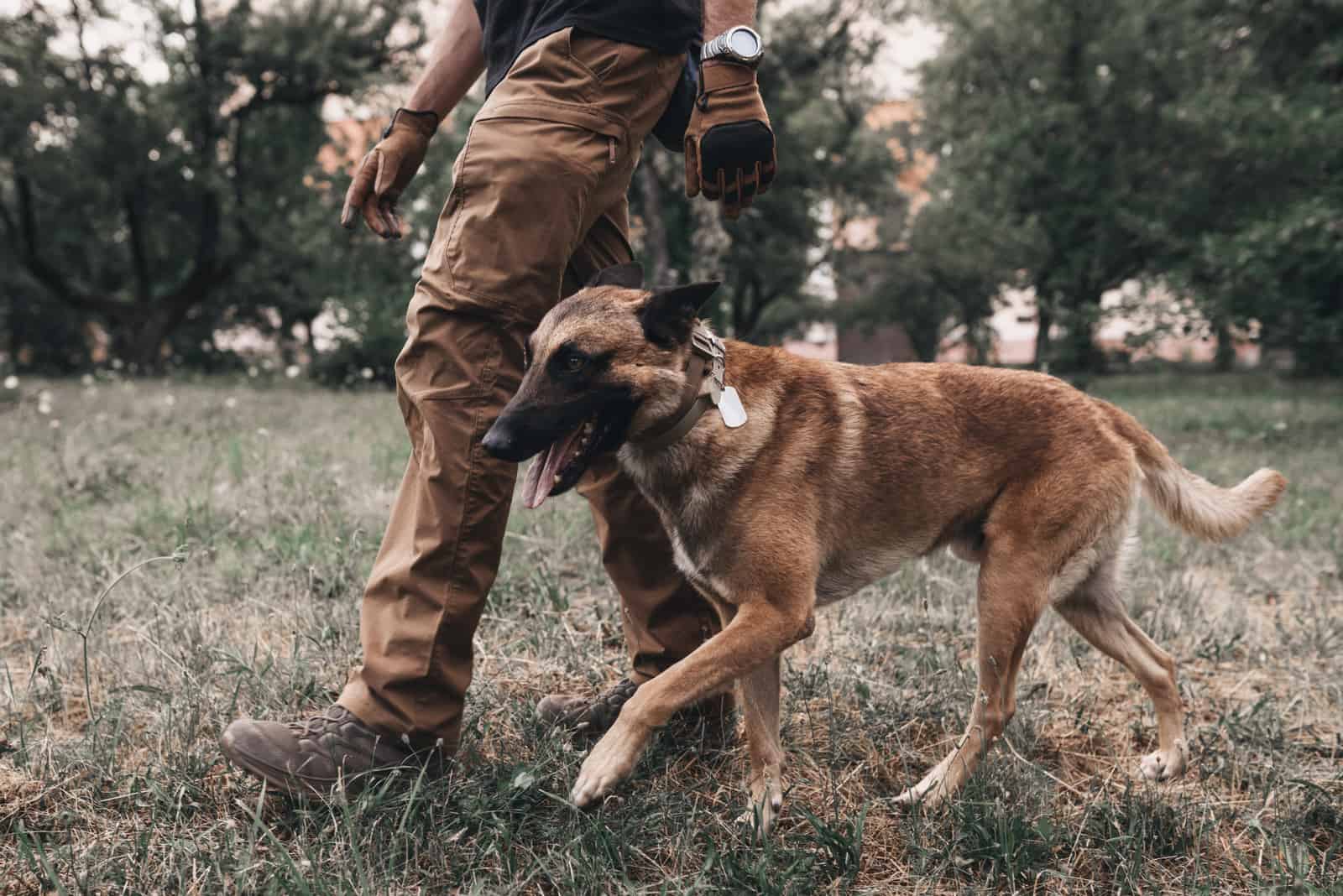 Belgian Malinois leash training