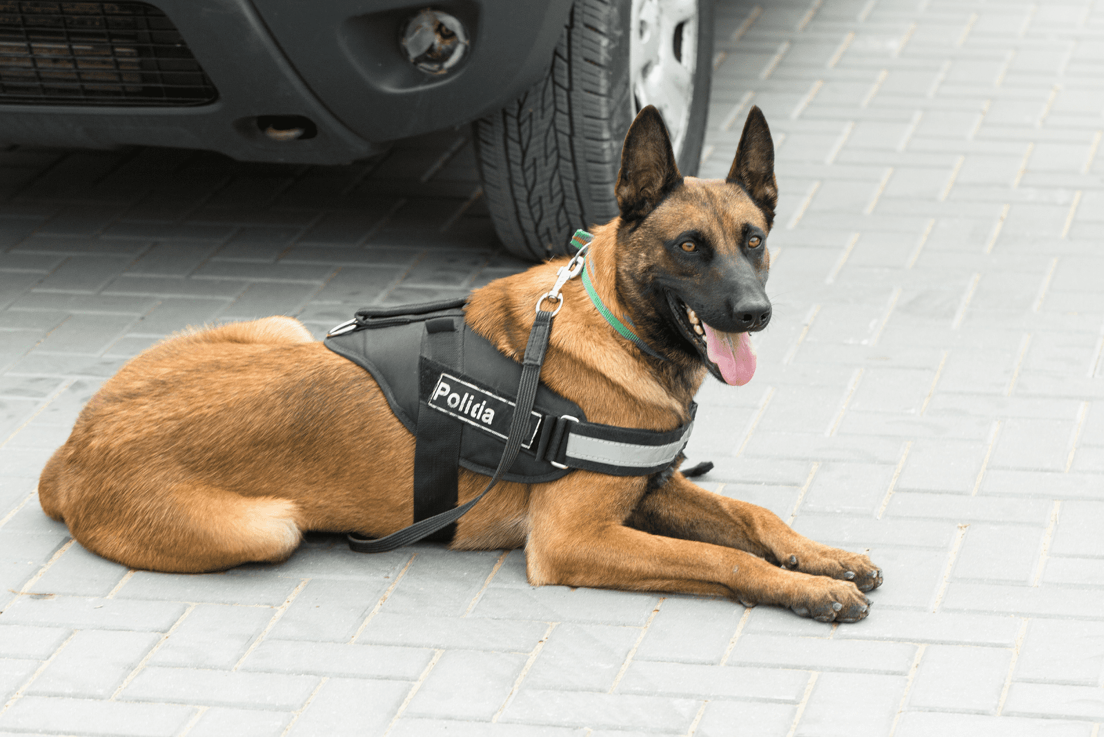 Belgian Malinois lying on the pavement