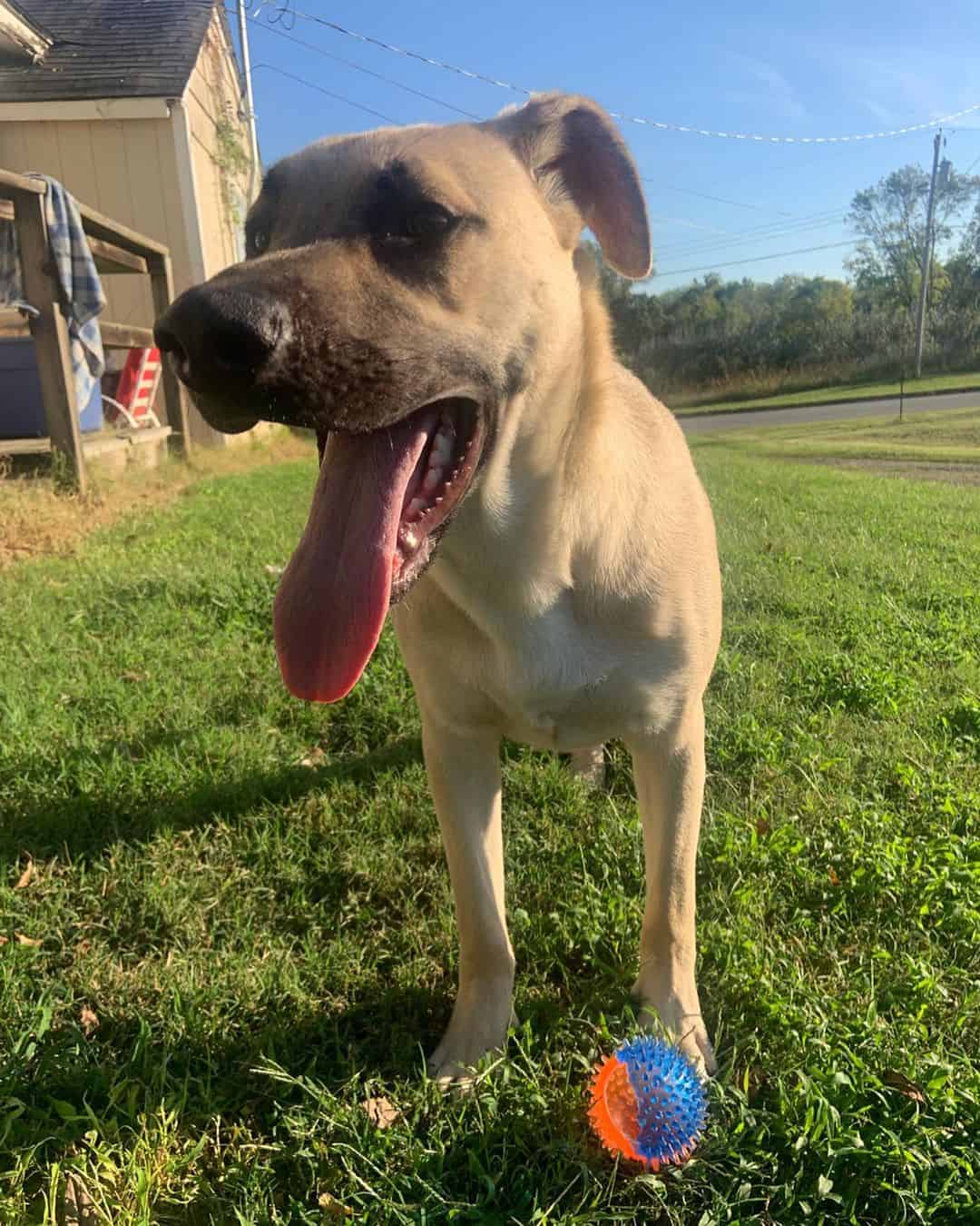 belgian malinois mastiff mix