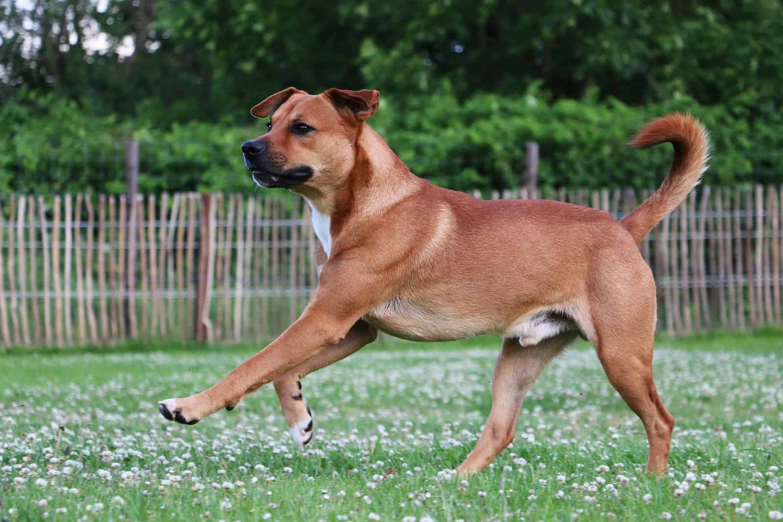 Belgian Malinois Mastiff Mix