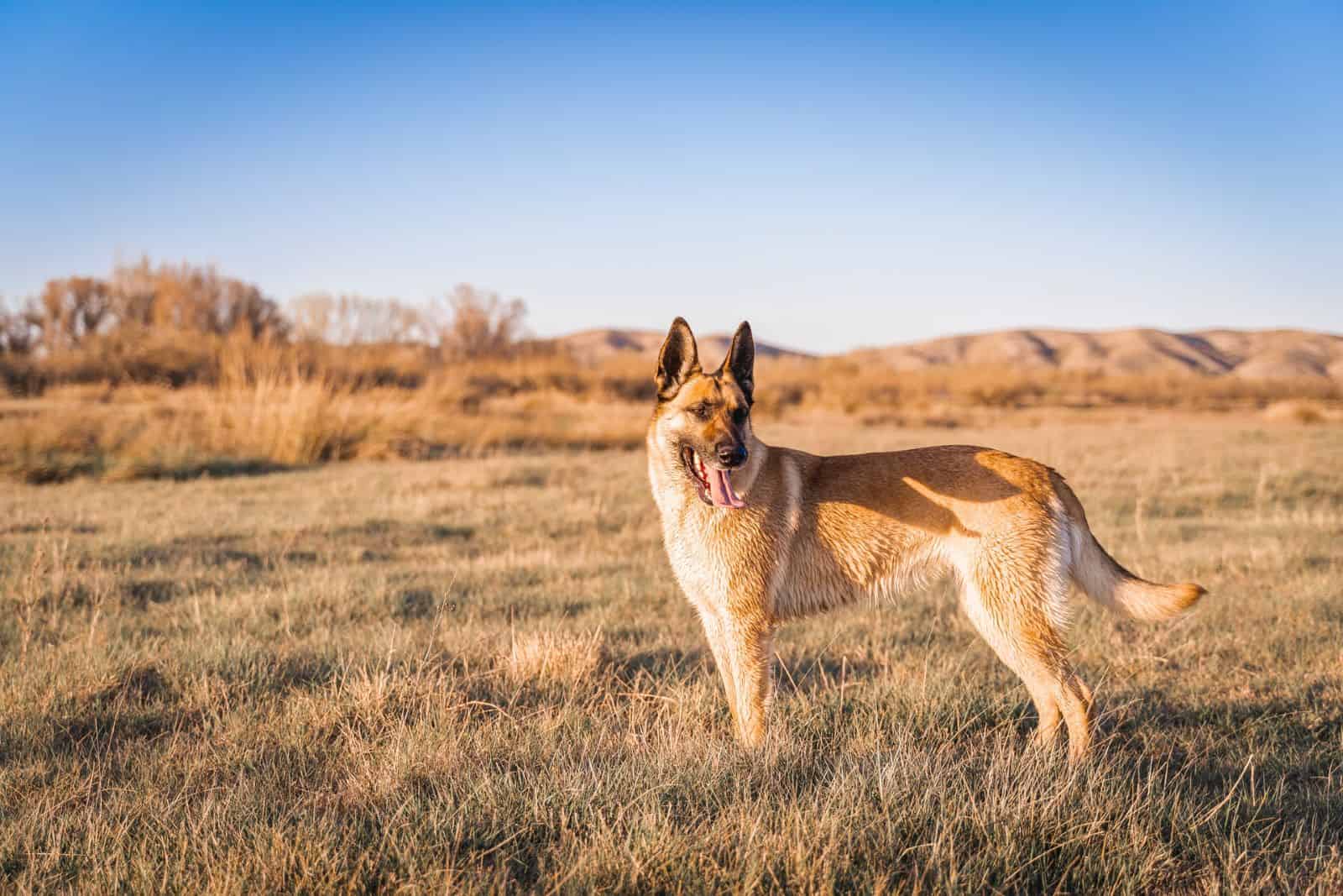 belgian malinois outdoors