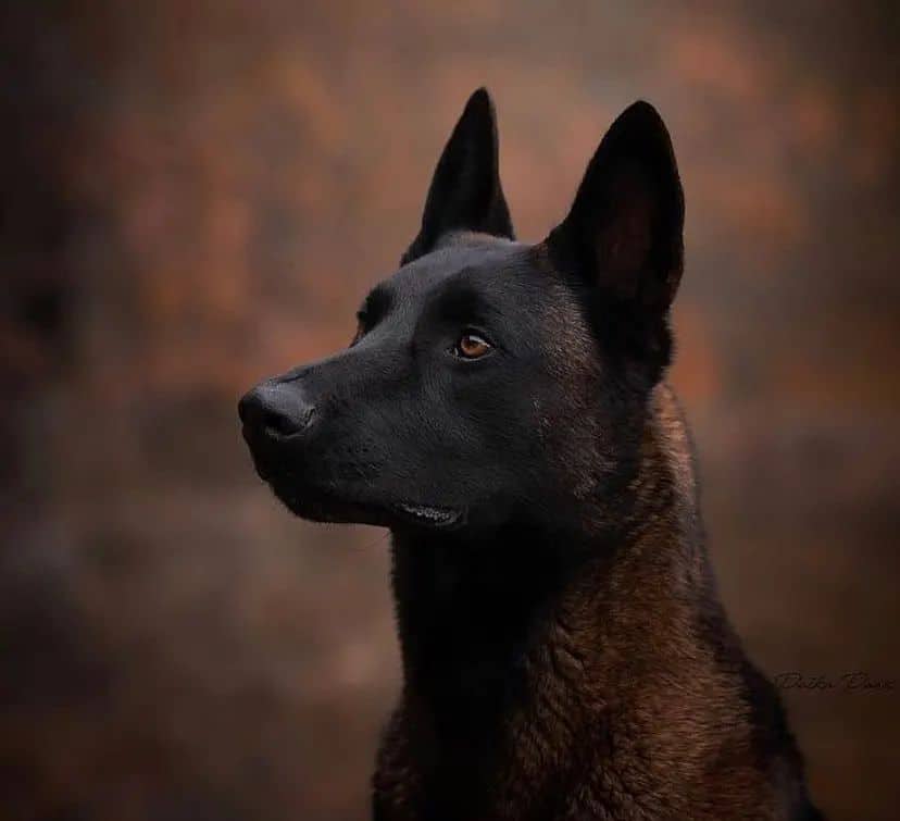 belgian malinois photographed