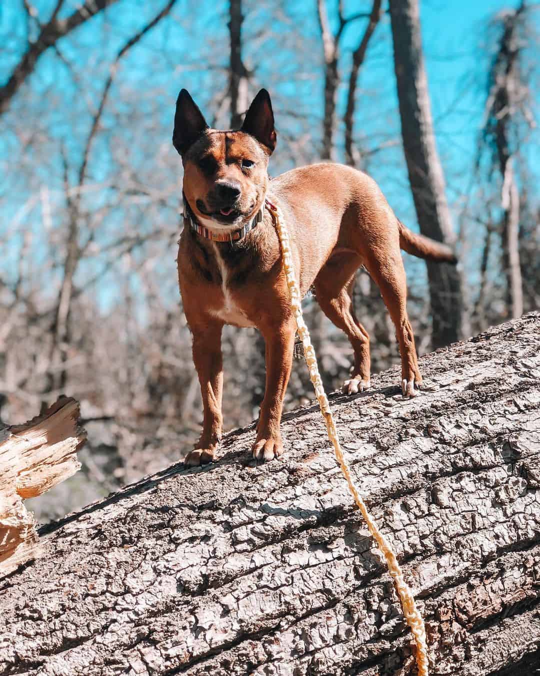 belgian malinois pitbull mix